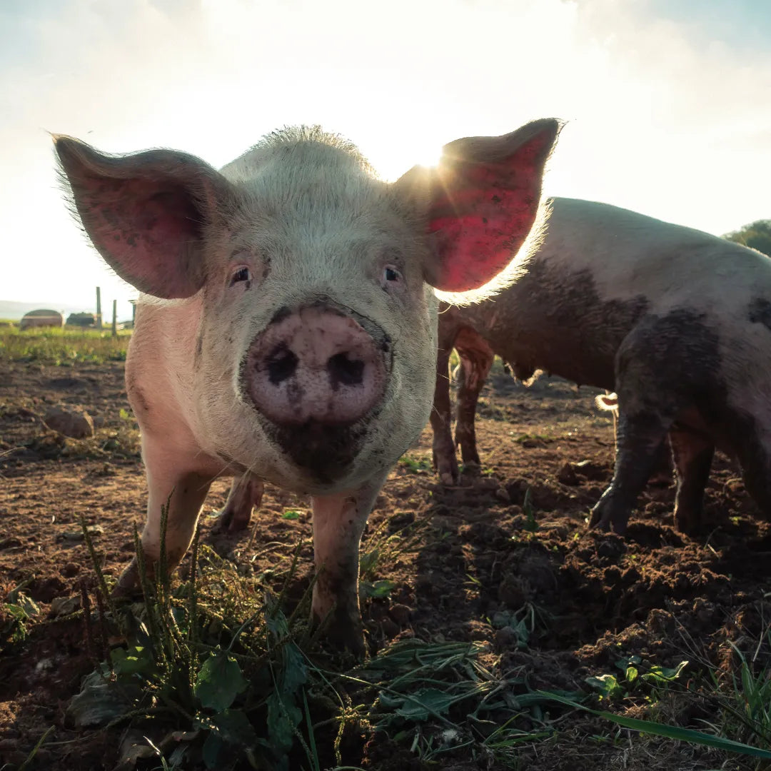 A happy pig rooting in the mud in the sunshine