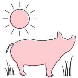 icon of happy pig in sunshine