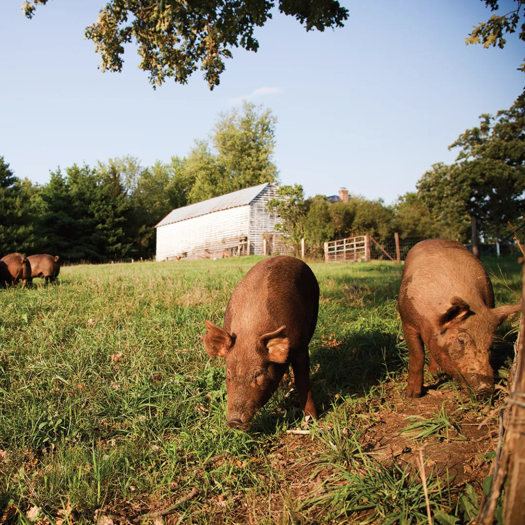 Two pigs rooting in the grass on a farm